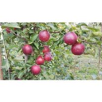 Яблоки, сорт "МОДИ"