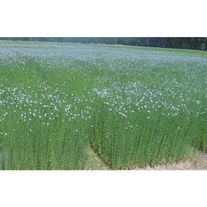 Лён "Долгунец"