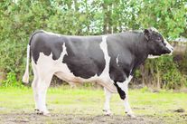 Семя быка Верх 146