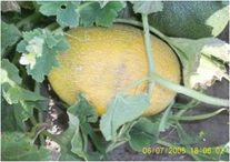 Дыня Таманская