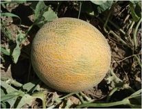 Дыня Золотистая