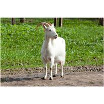 МРС - Козы живым весом