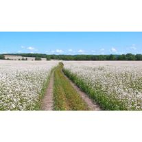 Гречиха "Даша"