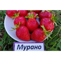 Клубника "Мурано"