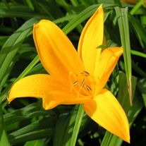 Лилейник гибридный Middendorffii С3 (3 литра)