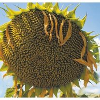 Подсолнечник