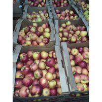 Яблоки сезонные