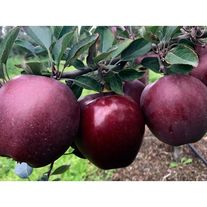 Яблоки Джеромини