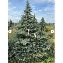 Голубая колючая ель GLAUCA