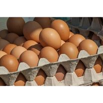 Яйцо высшей категории