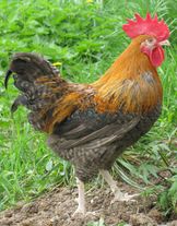 Петух "Мегрула"
