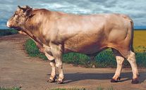 Семя быка Невод 3033