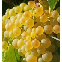 Виноград "Восторг"