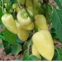 Перец "Хаски"