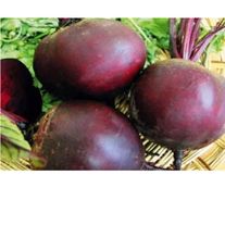 Свекла, сорт "Бордо"