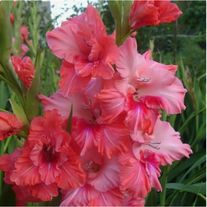 Луковицы гладиолуса "Малика" (розовый) 2,5-3 см