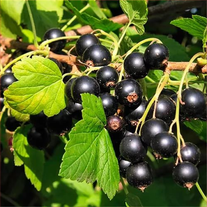 Смородина чёрная, сорт «Изюминка Сибири»