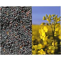 Семена рапса Элвис