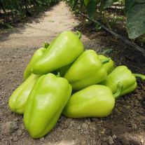 Болгарский перец