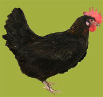 Петух "Московская (черная)"