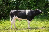 Семя быка Момбаза 984