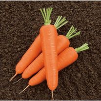 Сорт Олимпо F1