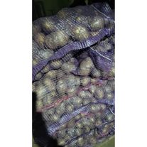 Картофель, сорт Гала