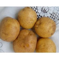 Картофель, сорт Винета