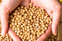 Семена сои "Ольга"