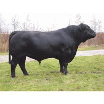 Бык Абердин-ангусская