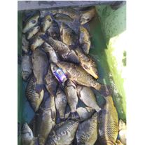 Карп свежемороженный