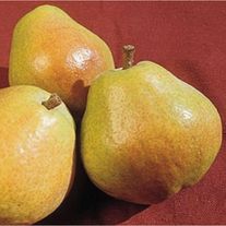 Груша Киффер