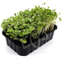 Микрозелень Брокколи Рапини (Рааб)