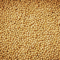 Семена яровой горчицы ВНИИМК, сорт Дюна