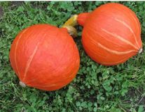 Тыква Лесной Орех