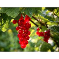 Смородина красная