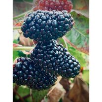 Ежевика Лох Тей