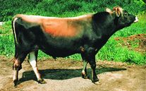 Семя быка Джюди 5099