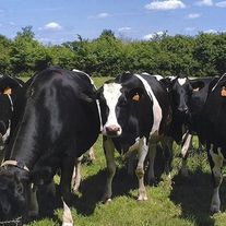 Корова Голштинская