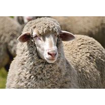 Овца Меринос