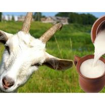 Козье молоко