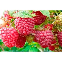 Малина сорт ПОЛКА