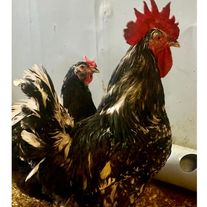 Породная несушка