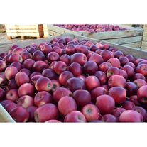 Яблоки Иноред