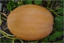 Тыква Дружелюбная