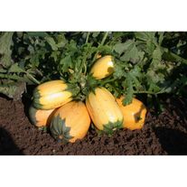 Семена Кабачок Русские спагетти