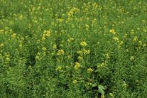 Горчица белая рядовая (РСт)