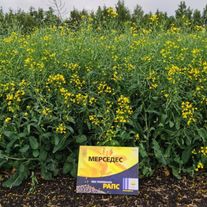 Рапс МЕРСЕДЕС F1