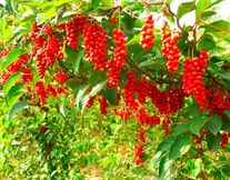 Семена Лимонник китайский Восторг 0.2 грамма семян Гавриш