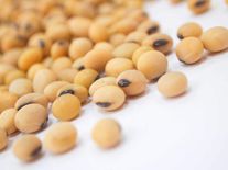 Семена сои Султана (РС 1)